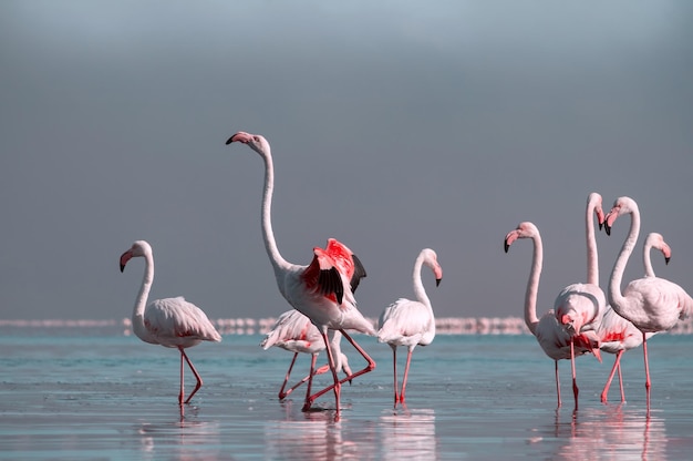 Close up of beautiful African flamingos that are standing in still water with reflection. Namibia