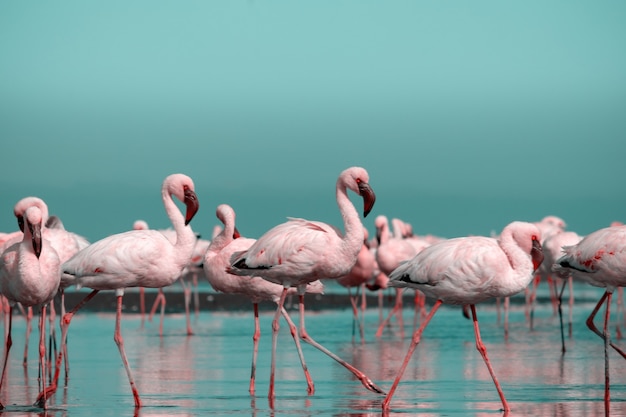 Close up of beautiful African flamingos that are standing in still water with reflection