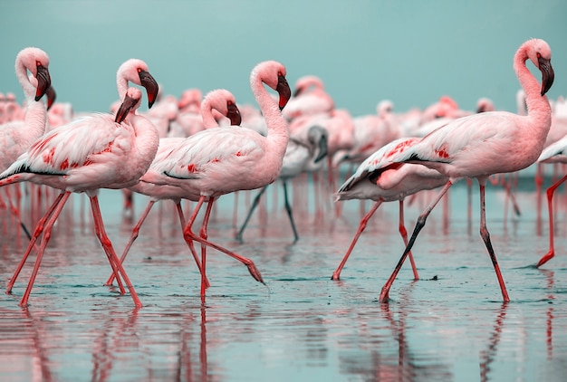 Close up of beautiful African flamingos that are standing in still water with reflection