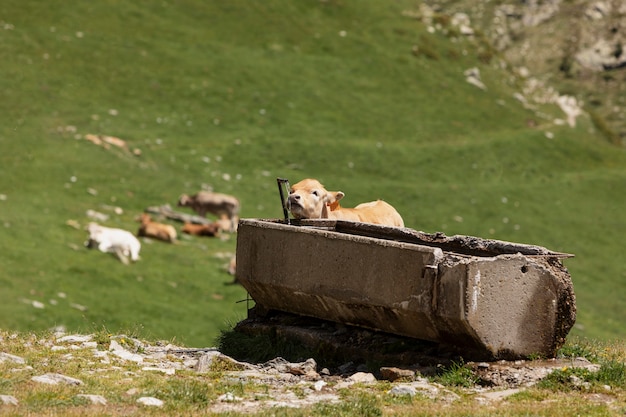 Primo piano su splendidi animali in campagna