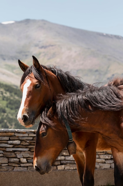 Close up on beautiful animals in country side