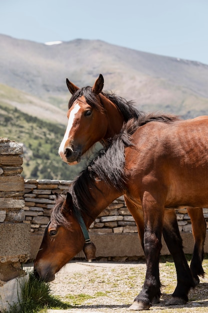 Foto primo piano su splendidi animali in campagna