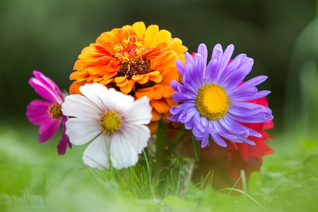 Close-up of beautiful autumn bright multicolored field flowers