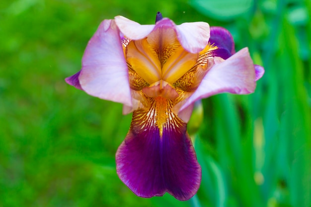 Close up of beautiful bearded iris flower