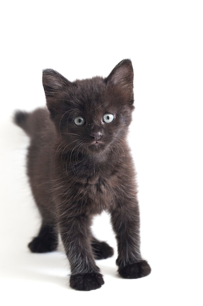 Close-up of beautiful black cat