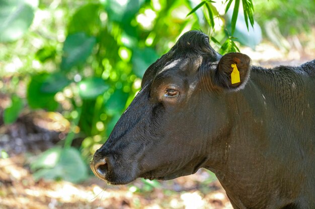 Close up on a beautiful black ox.