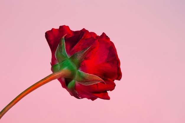 Photo close up on beautiful blooming flower