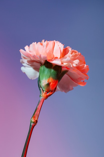 Close up on beautiful blooming flower