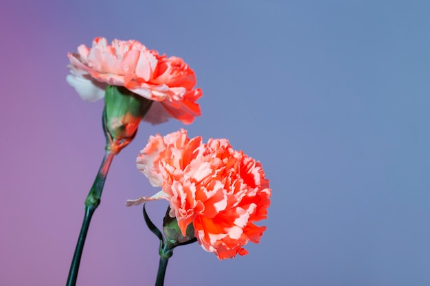 Photo close up on beautiful blooming flower