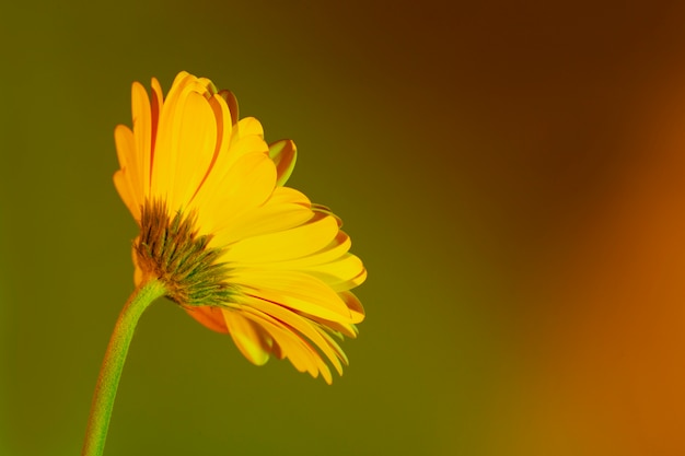 Photo close up on beautiful blooming flower