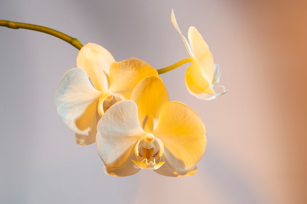 Foto primo piano sul bellissimo fiore in fiore