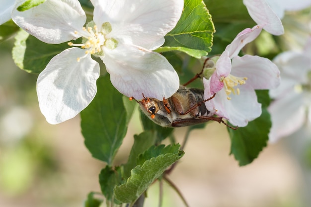 Close up of beautiful blooming flower