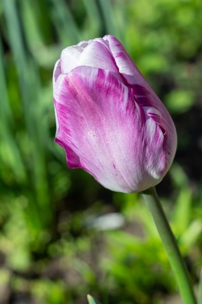 Close up of beautiful blooming flower