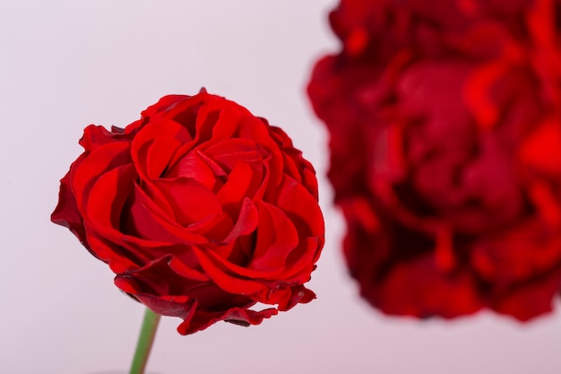 Foto primo piano su bellissimi fiori che sbocciano