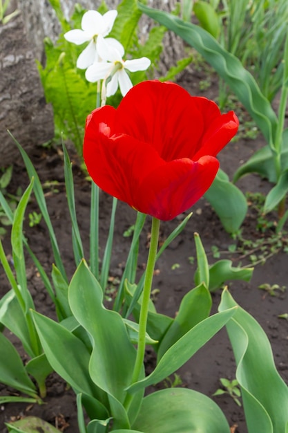 Close up of beautiful blooming flowers