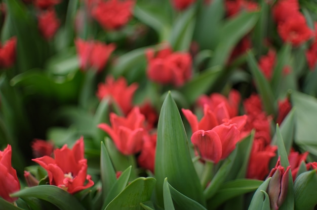 Close up on beautiful blooming tulips