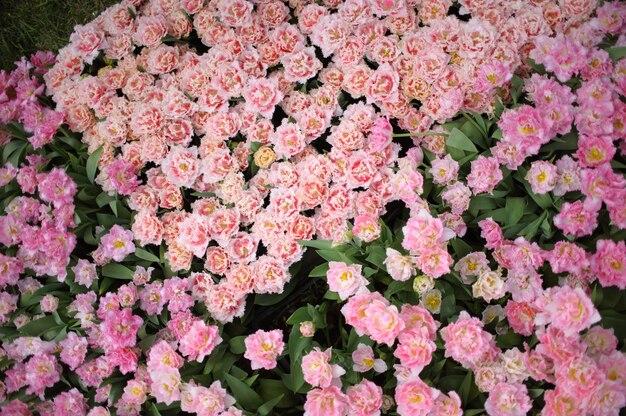 Крупным планом на красивые цветущие тюльпаны