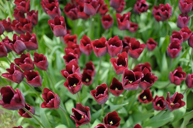 Close up on beautiful blooming tulips 