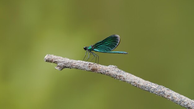 Photo close-up of beautiful blue dragon-fly