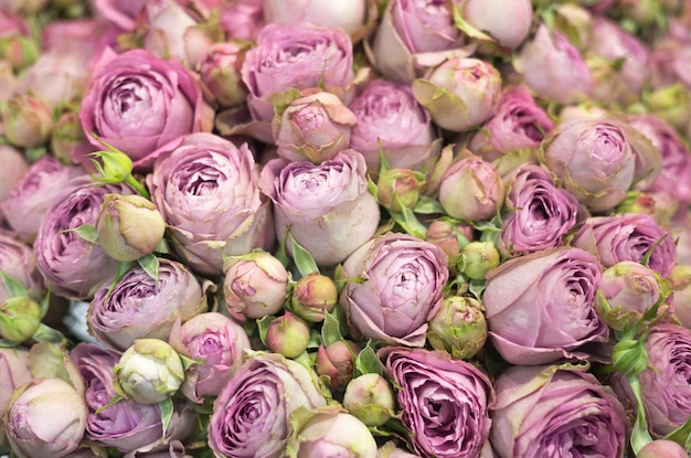 Close-up of a beautiful bouquet of pink roses Roses 