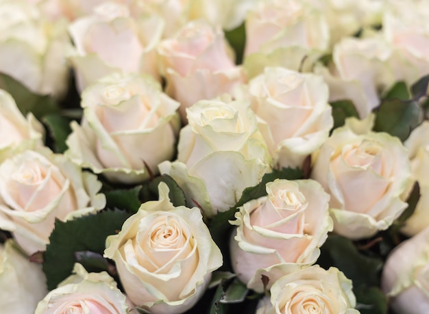 Close-up of a beautiful bouquet of write roses Roses 