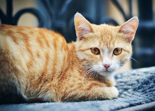 Primo piano sul bellissimo gatto sdraiato su un divano