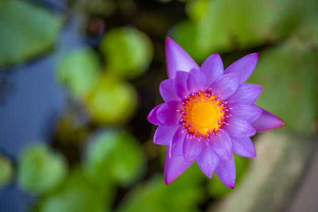 Close-up of beautiful colorful lotus flowers blooming in pots 