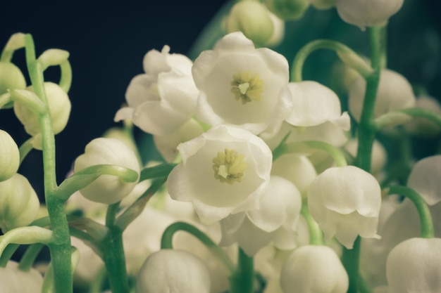 Photo close up beautiful convallaria majalis background pattern texture for design macro photography vie