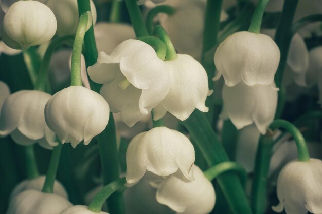 Photo close up beautiful convallaria majalis background pattern texture for design macro photography vie