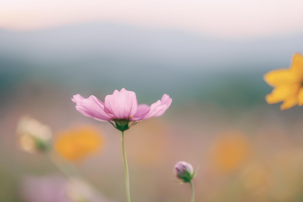 庭に咲く美しいコスモスの花をクローズアップ 春の朝と青空に色とりどりのコスモスの花 タイ北部のチェンライで朝の日の出の農場でコスモスの花