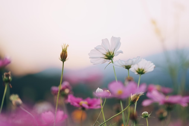 Close up beautiful cosmos flowers blooming in garden colorful\
cosmos flowers in spring morning and blue sky cosmos flowers at the\
farm in sunrise in the morning at chiang rai north of thailand