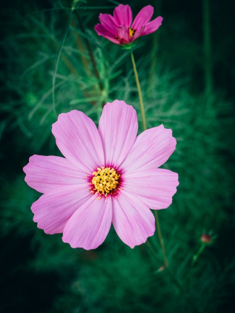 Close up Beautiful cosmos flowers in blooming