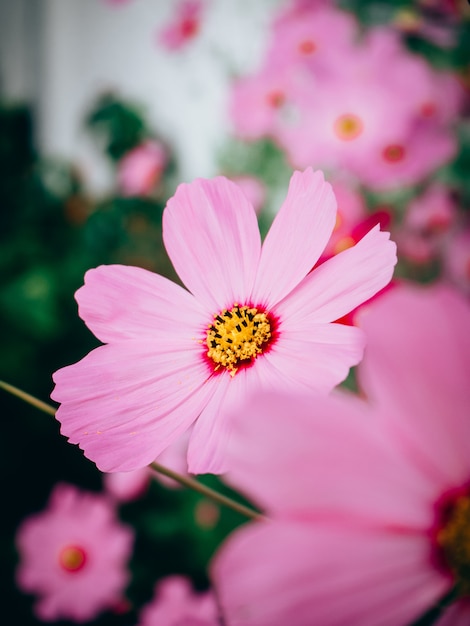 咲く美しいコスモスの花を閉じる