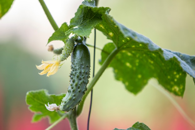 Close-up di bellissimi cetrioli