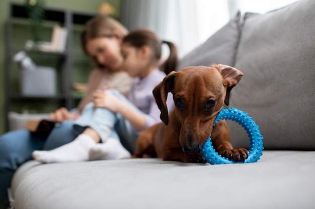 Foto primo piano sul bellissimo cane bassotto con giocattolo da masticare