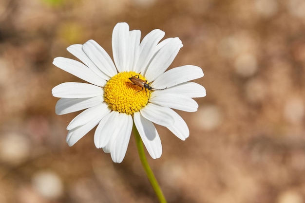 Primo piano di un bellissimo fiore a margherita con bug su sfondo marrone