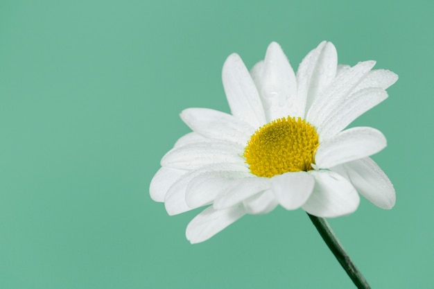 Foto primo piano di bella margherita