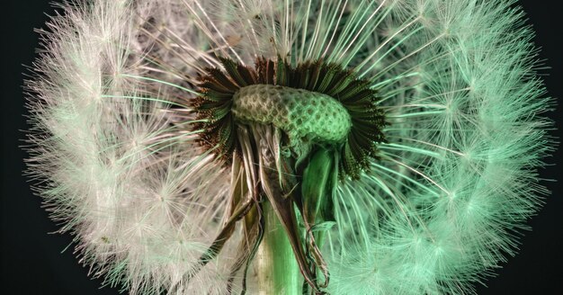 Close up beautiful dandelion flower color light background pattern texture Macro Photography View