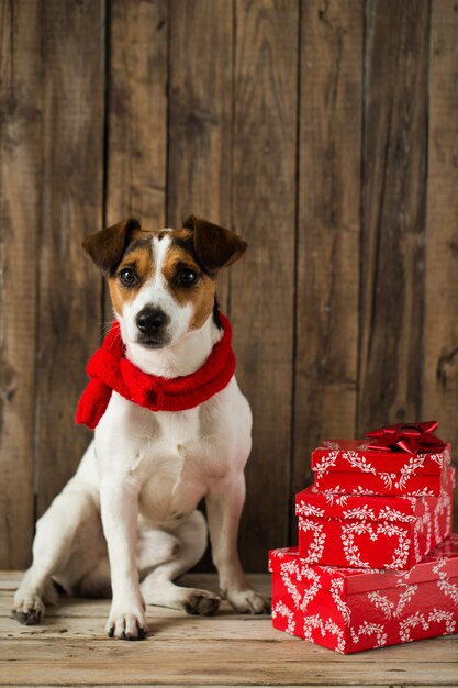 美しい犬のジャックラッセルにクローズアップ