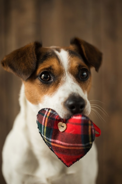 美しい犬のジャックラッセルにクローズアップ