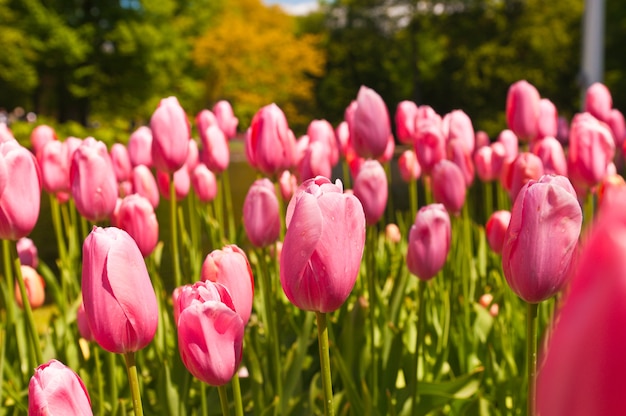 Close up on beautiful enchanting tulips