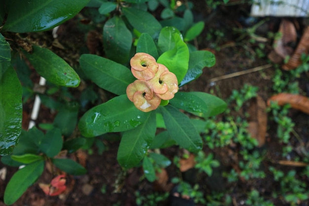 美しい Euphorbia milii のクローズ アップ、コロナ デ クリストと呼ばれるいばらの冠 とげの花の冠 庭のピンクの Euphorbia milii 花