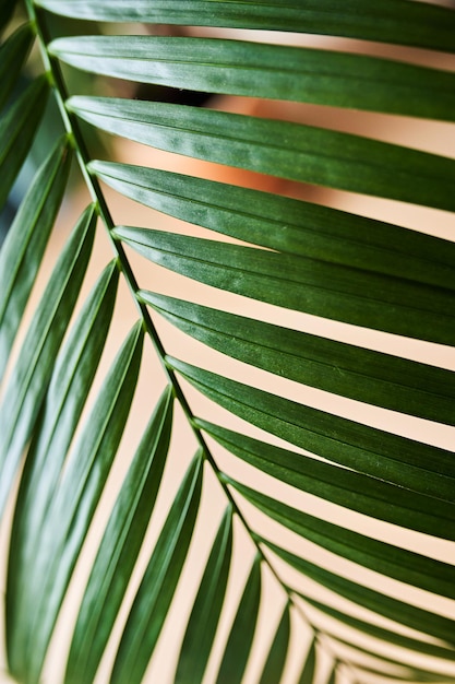 Photo close-up of a beautiful fern leaf on the background of a home interior