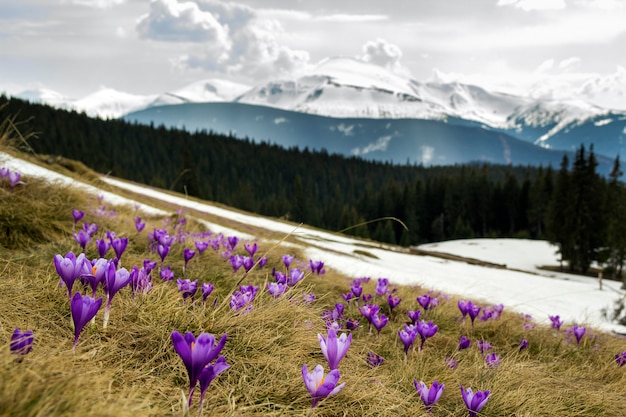 Close-up of beautiful first spring flowers, violet crocuses blooming in Carpathian mountains on bright spring morning on blurred sunny golden background. Protection of nature concept.