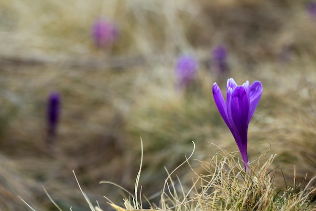 Close-up of beautiful first spring flowers, violet crocuses blooming in Carpathian mountains