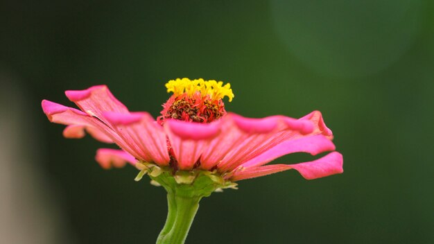 close up of beautiful flower nature wallpaper 