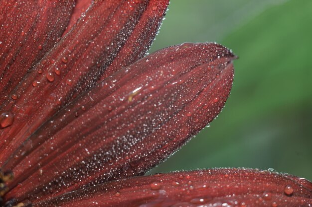 Красивый цветок красного подсолнечника на фоне зеленых листьев