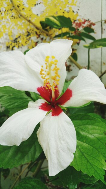 Close-up of beautiful flower