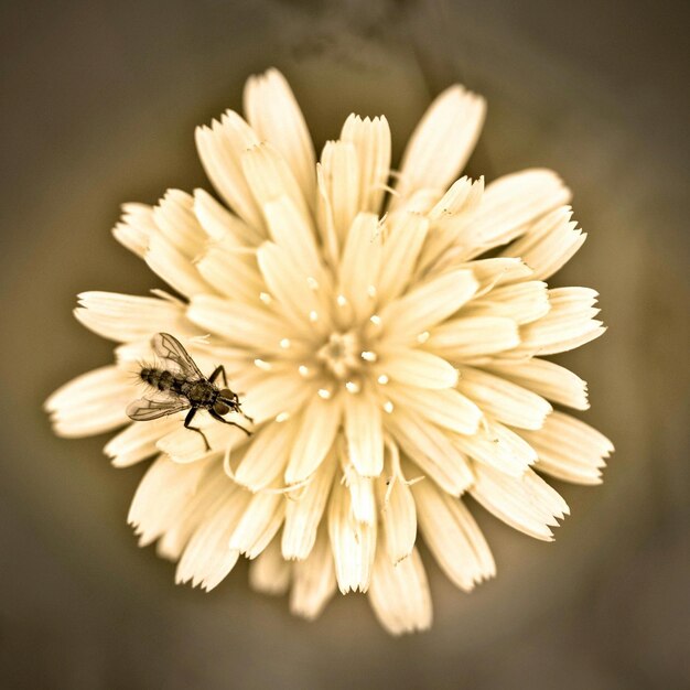 Foto prossimo piano di un bellissimo fiore