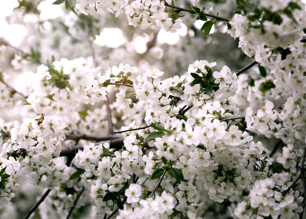 Foto primo piano su bellissimi dettagli di fiori in natura